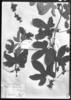 Cayaponia palmata image