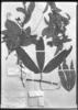 Cayaponia longifolia image
