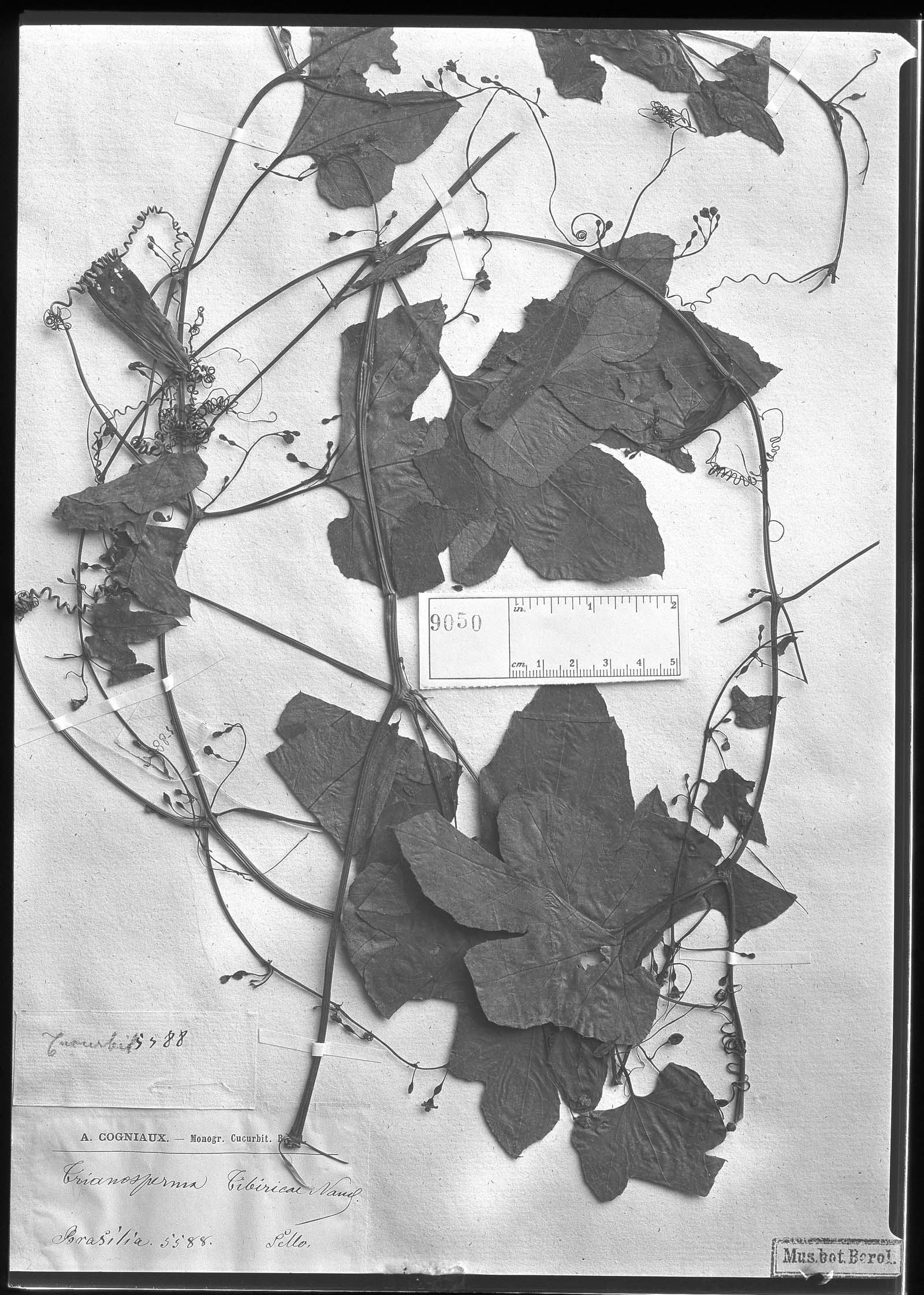 Cayaponia tibiricae image