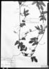 Cyclanthera quinquelobata image