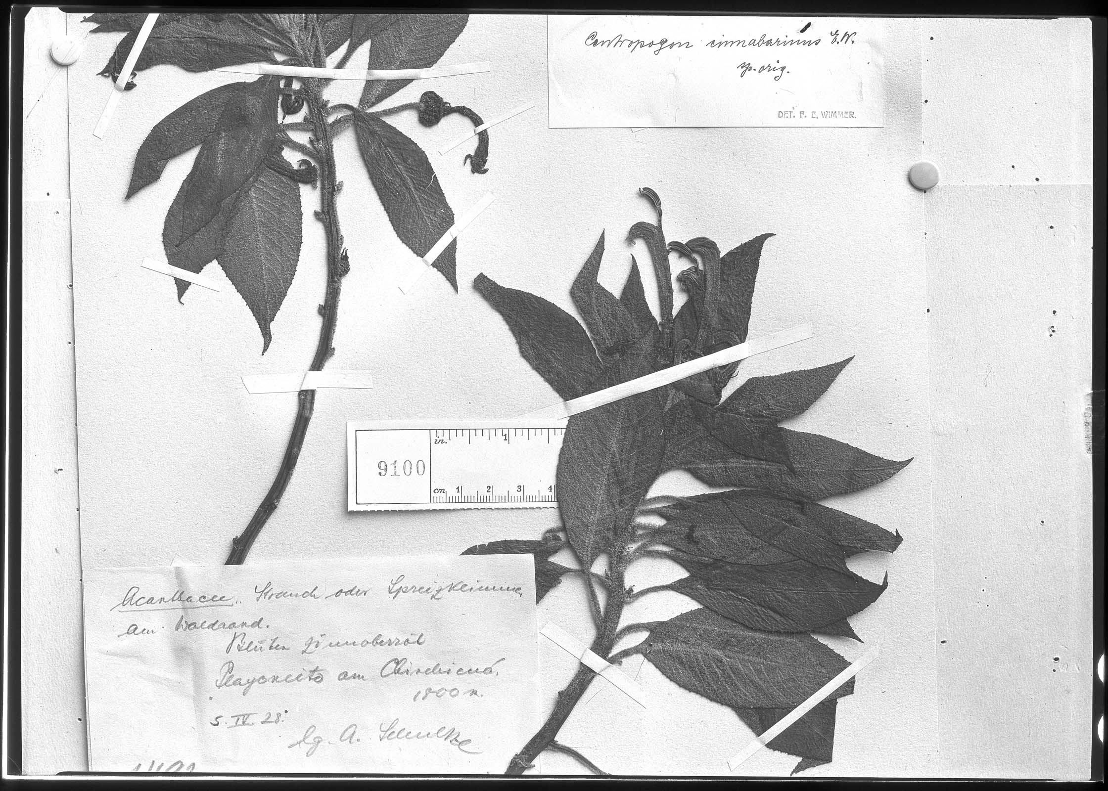 Centropogon cinnabarinus image