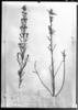 Hypericum carinatum image