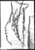 Dyckia floribunda image