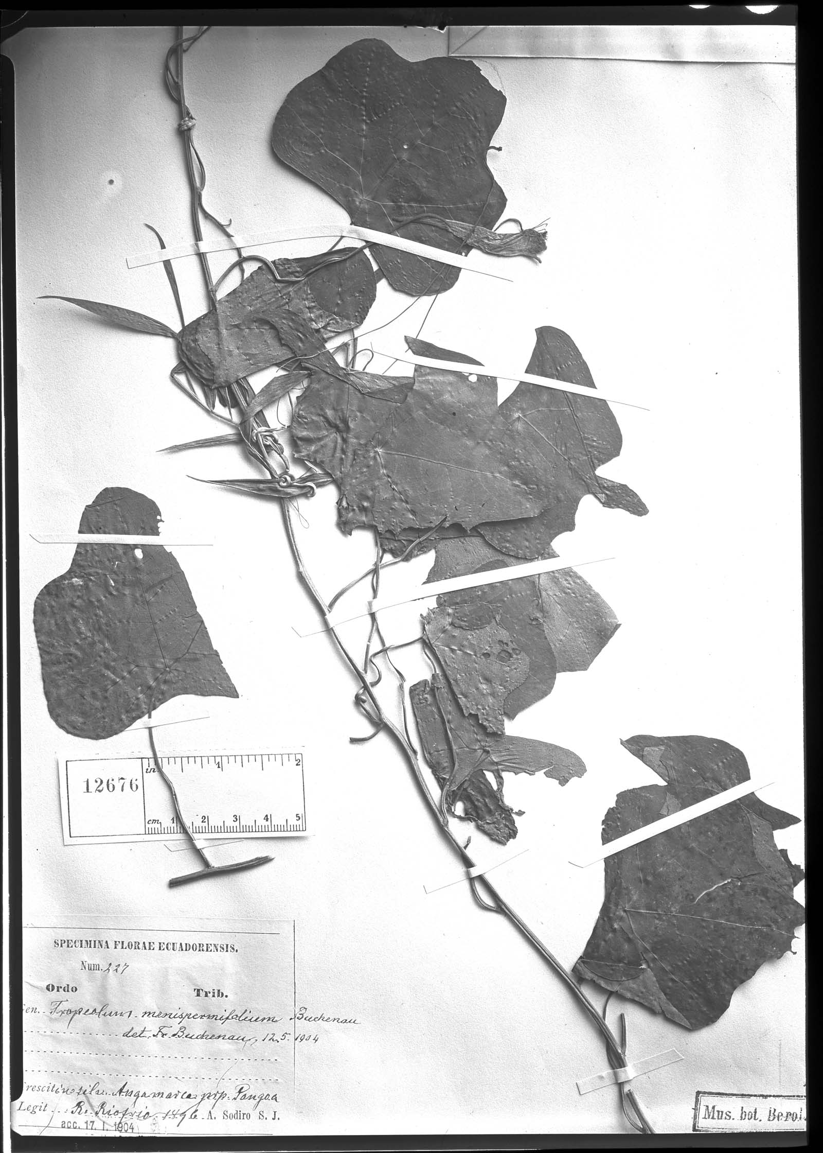 Tropaeolum menispermifolium image