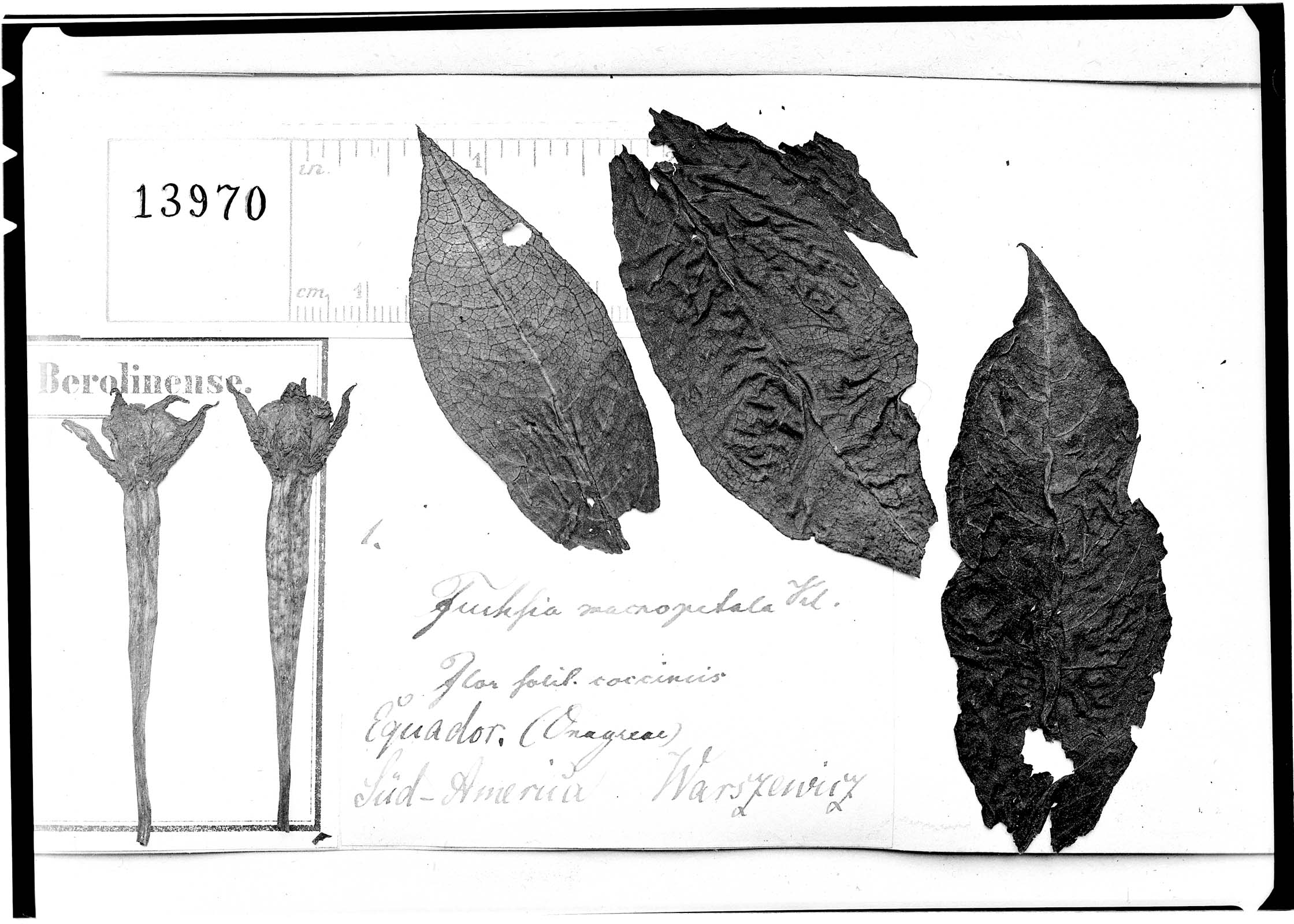 Fuchsia macropetala image