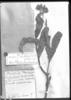 Calceolaria stricta image