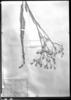 Vernonia incana image