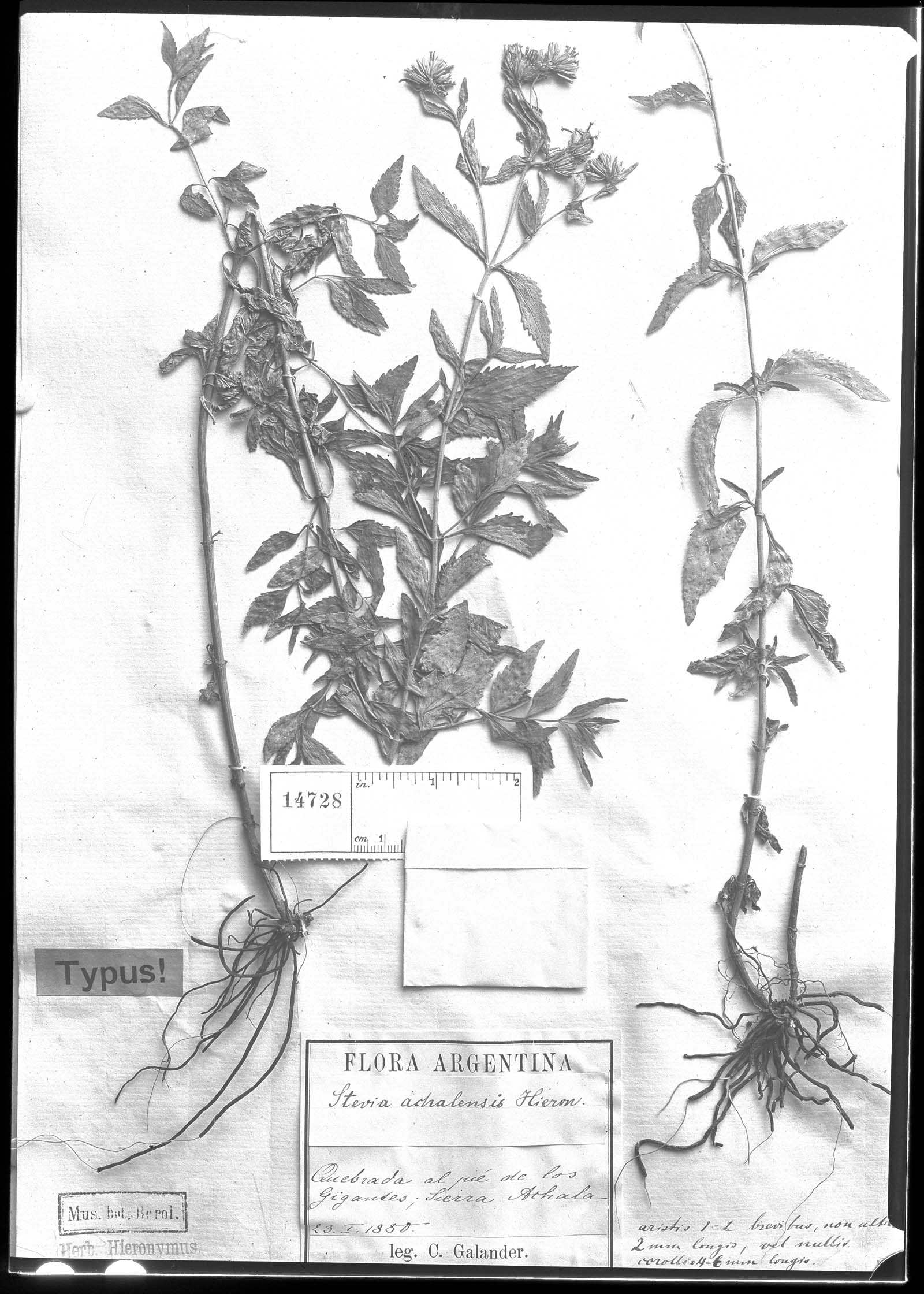 Stevia achalensis image