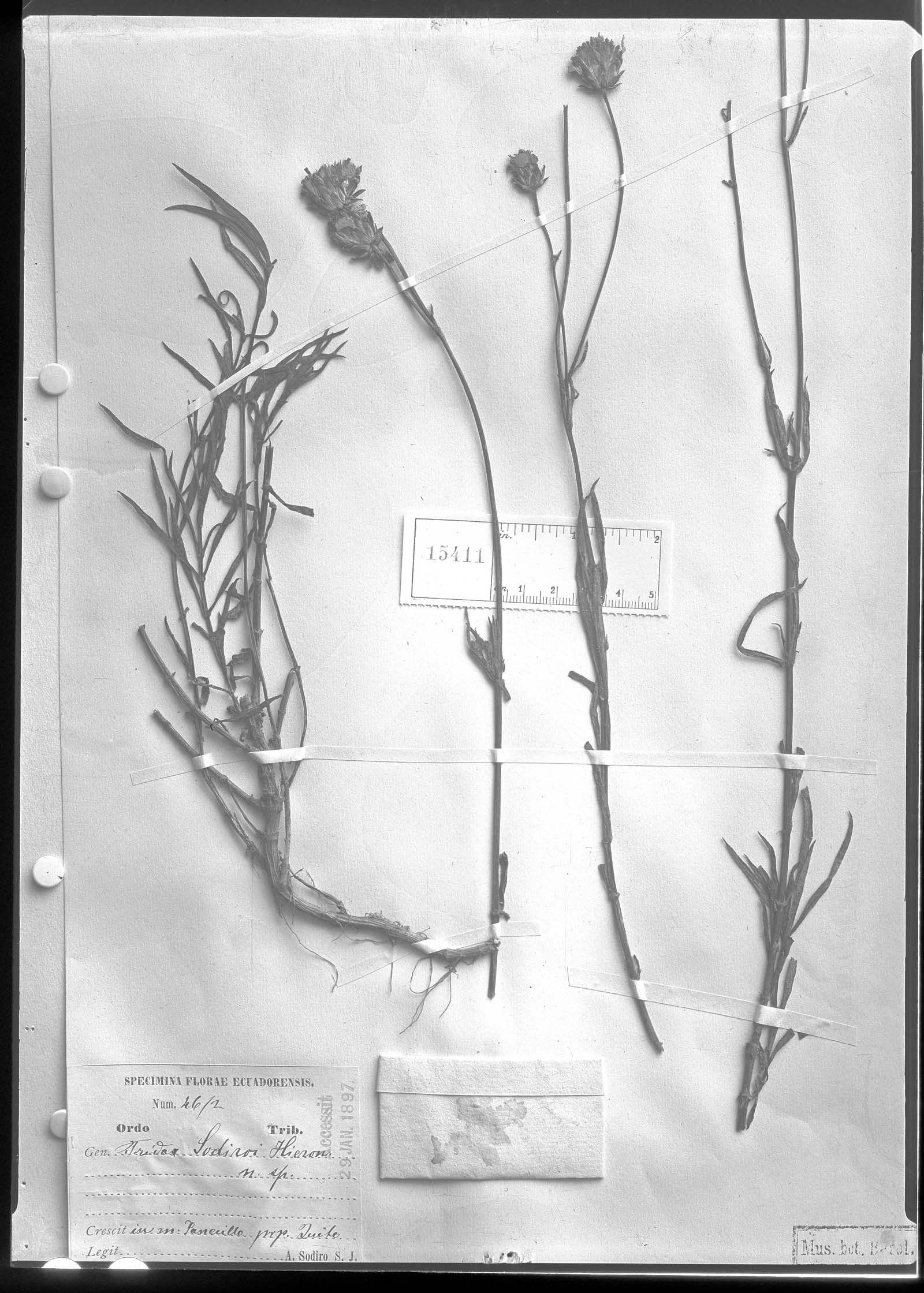 Tridax sodiroi image
