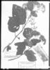 Eupatorium lasiophthalmum image