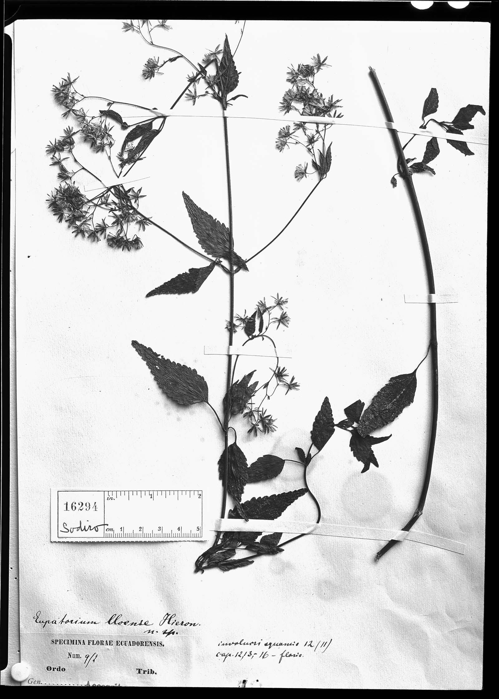 Fleischmannia lloensis image
