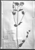 Fleischmannia obscurifolia image