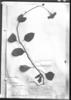 Ageratina prunellifolia image