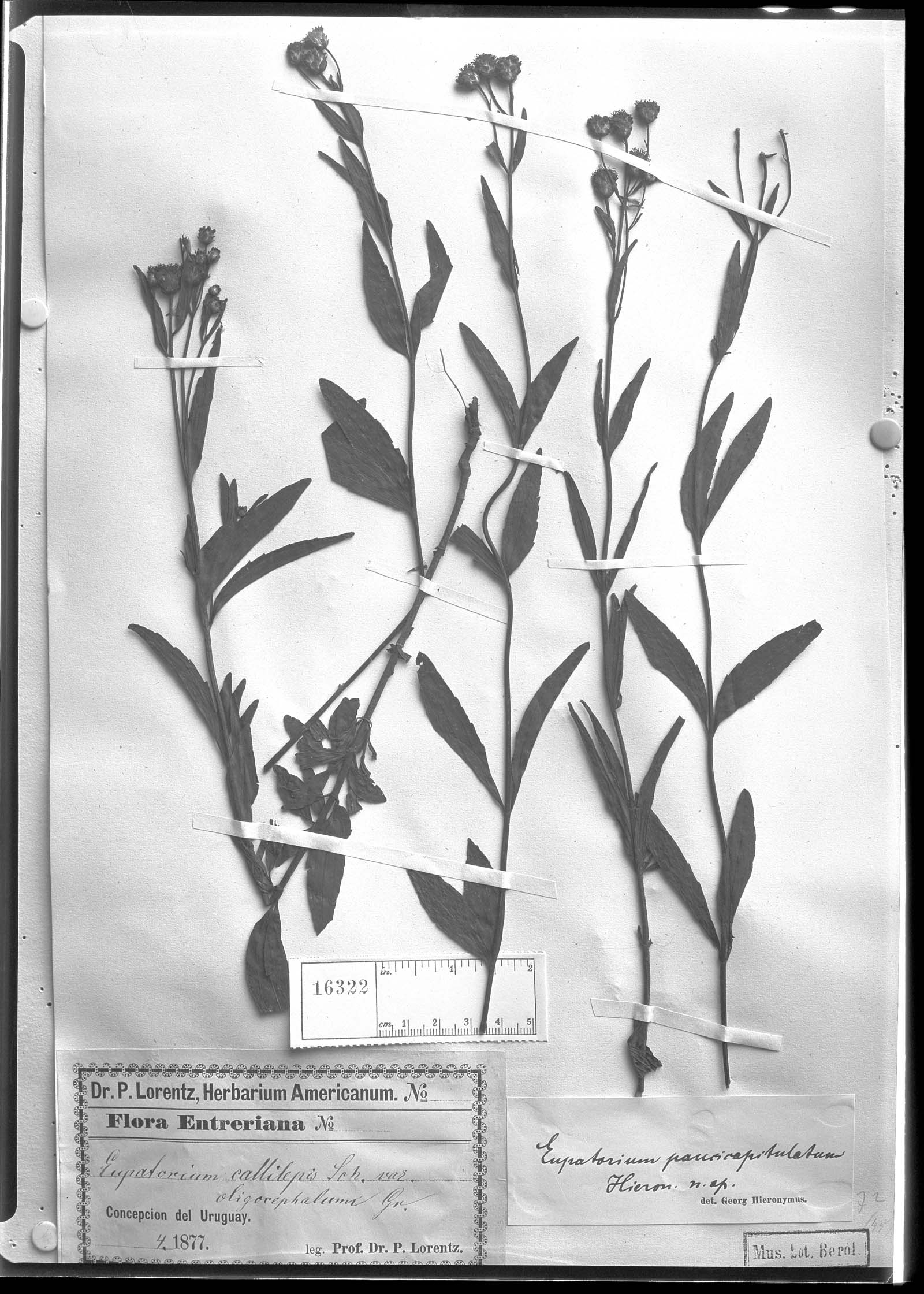Chromolaena paucicapitulata image