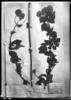 Asplundianthus pseudoglomeratus image