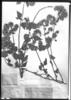 Cronquistianthus pseudoriganoides image