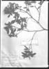 Macrocentrum cristatum image