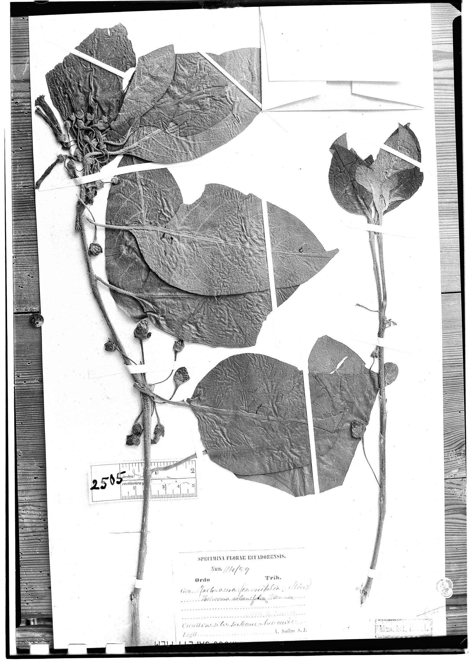 Iochroma solanifolium image
