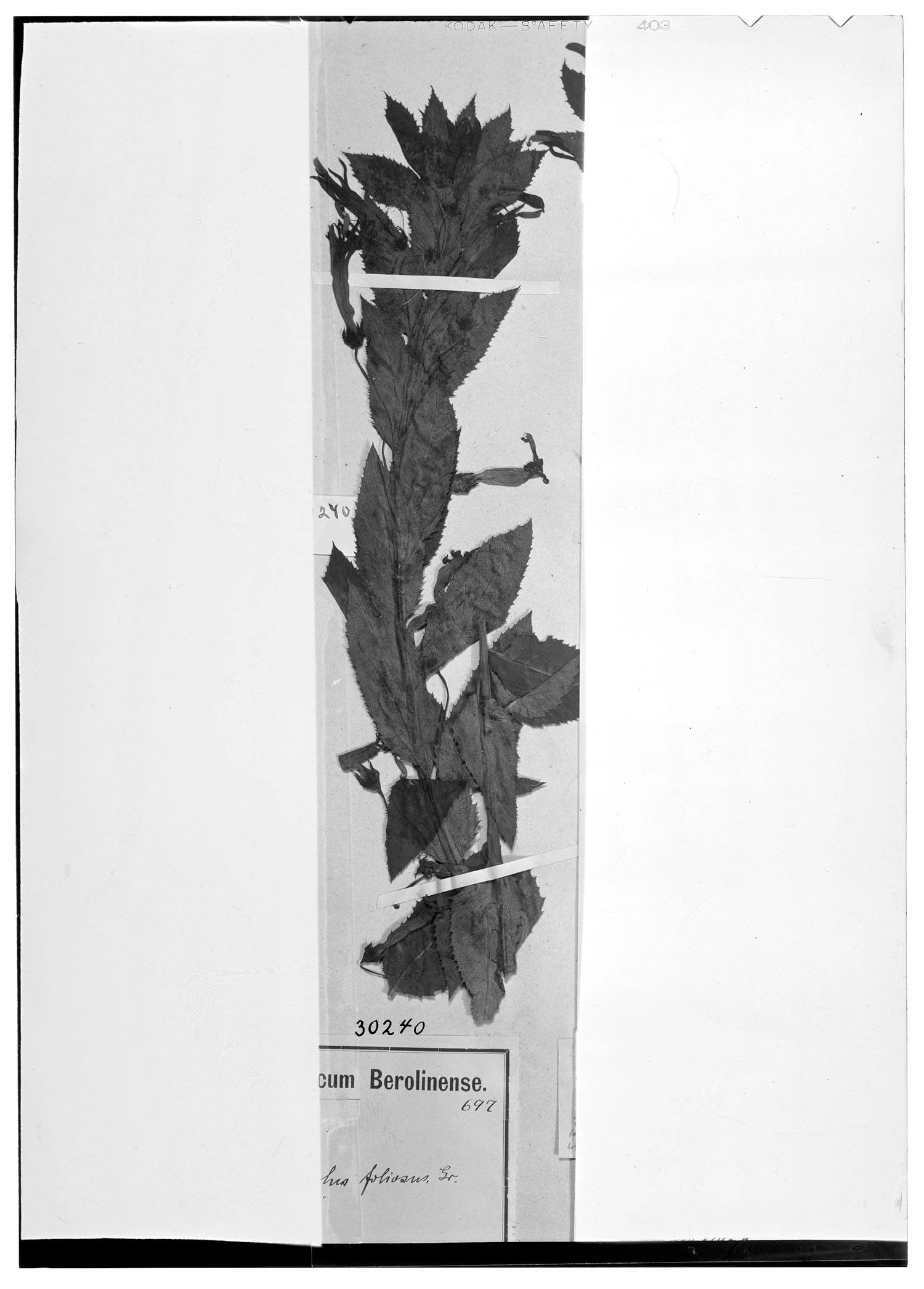Siphocampylus lorentzii image