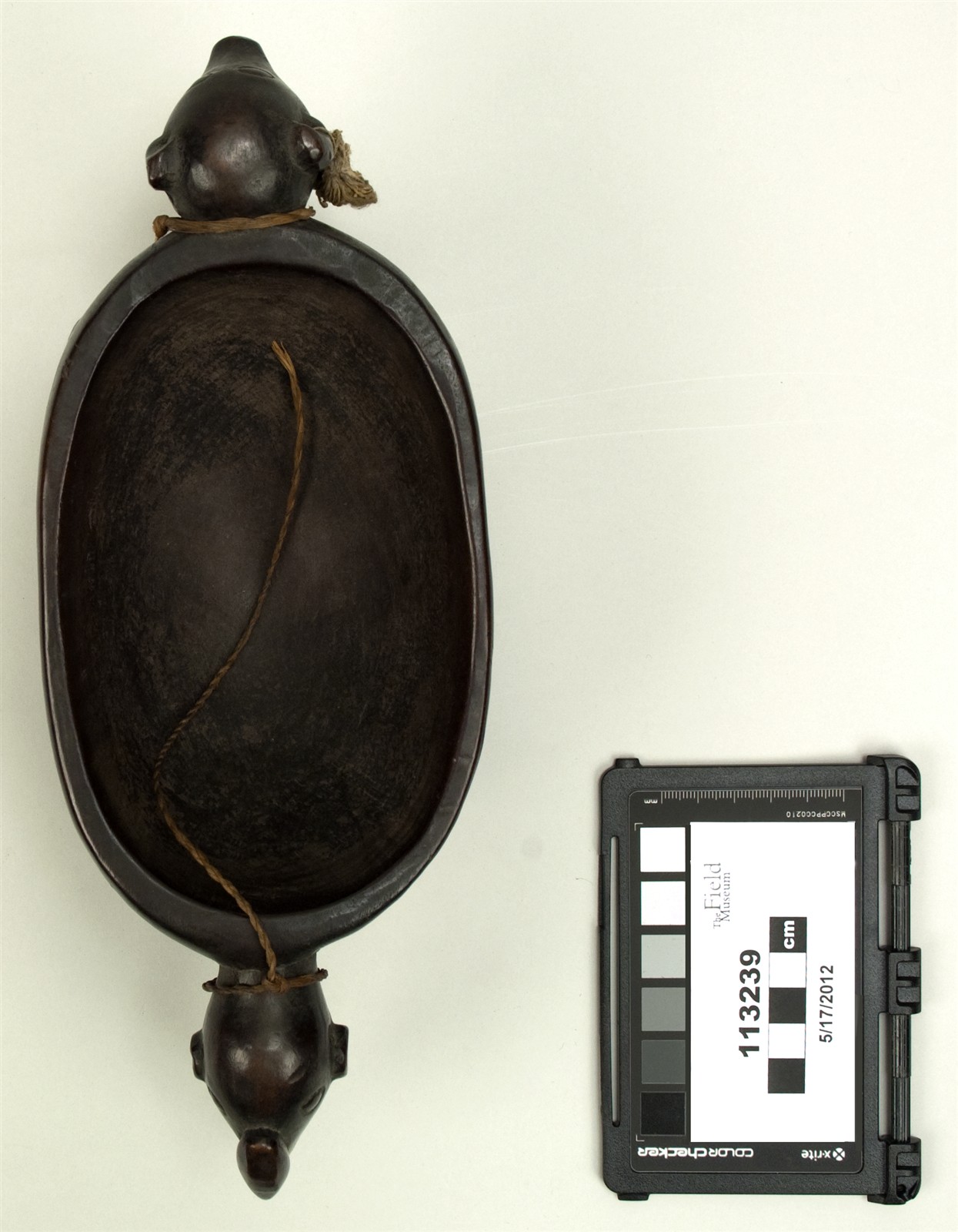 top (c) Field Museum of Natural History - CC BY-NC 4.0