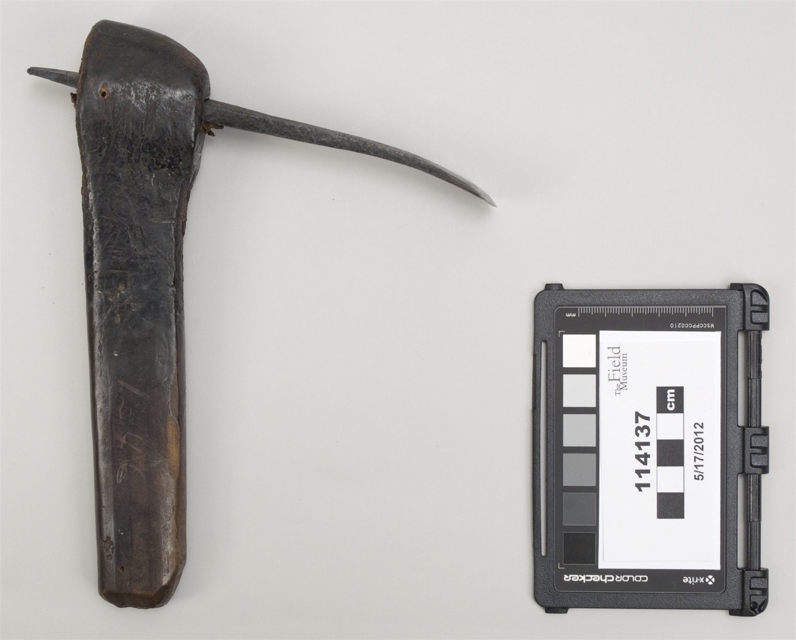 side two above (c) Field Museum of Natural History - CC BY-NC 4.0