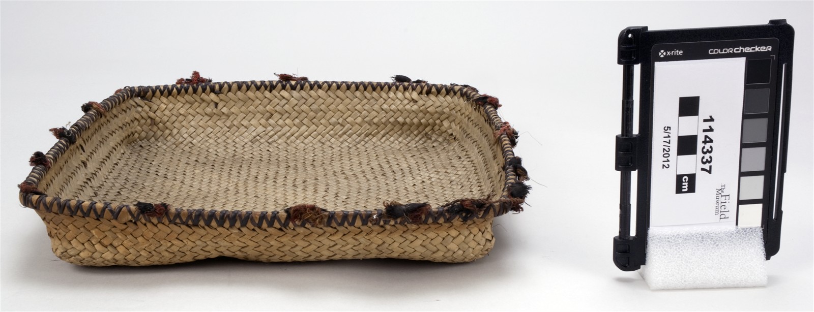 side (c) Field Museum of Natural History - CC BY-NC 4.0