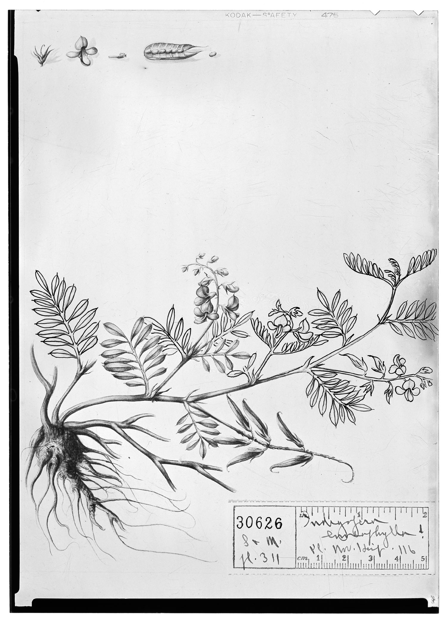 Indigofera enneaphylla image