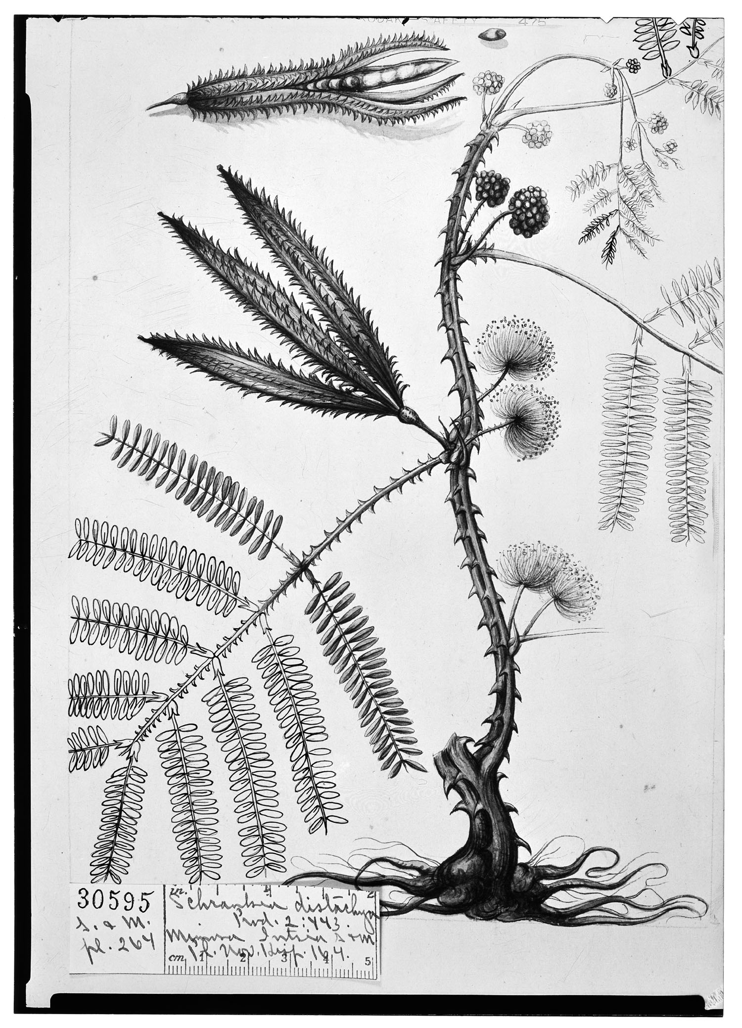 Mimosa quadrivalvis var. distachya image