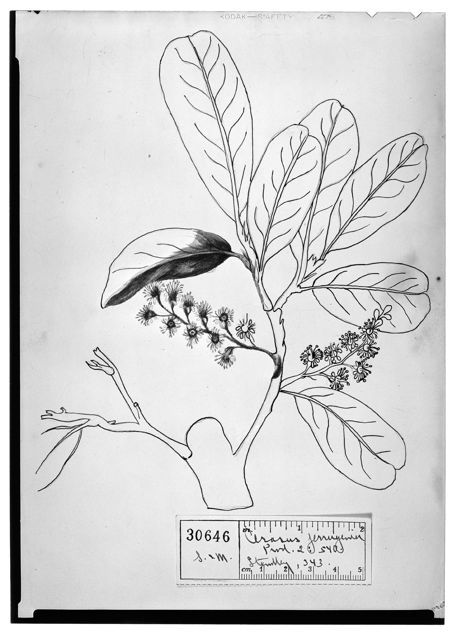 Prunus zingii image