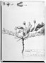 Crotalaria medicaginea var. medicaginea image