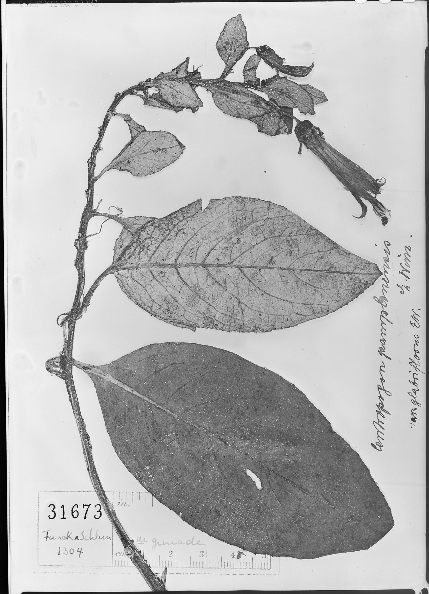 Centropogon vernicosus image