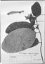 Centropogon albolimbatus image