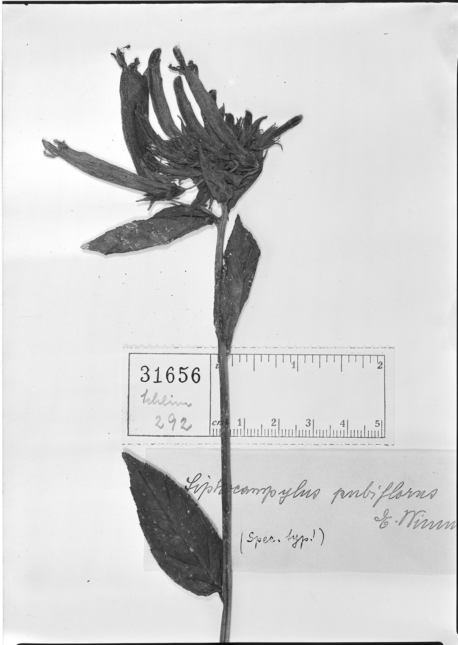 Siphocampylus lindleyi image