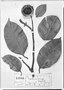 Lecythis chartacea image