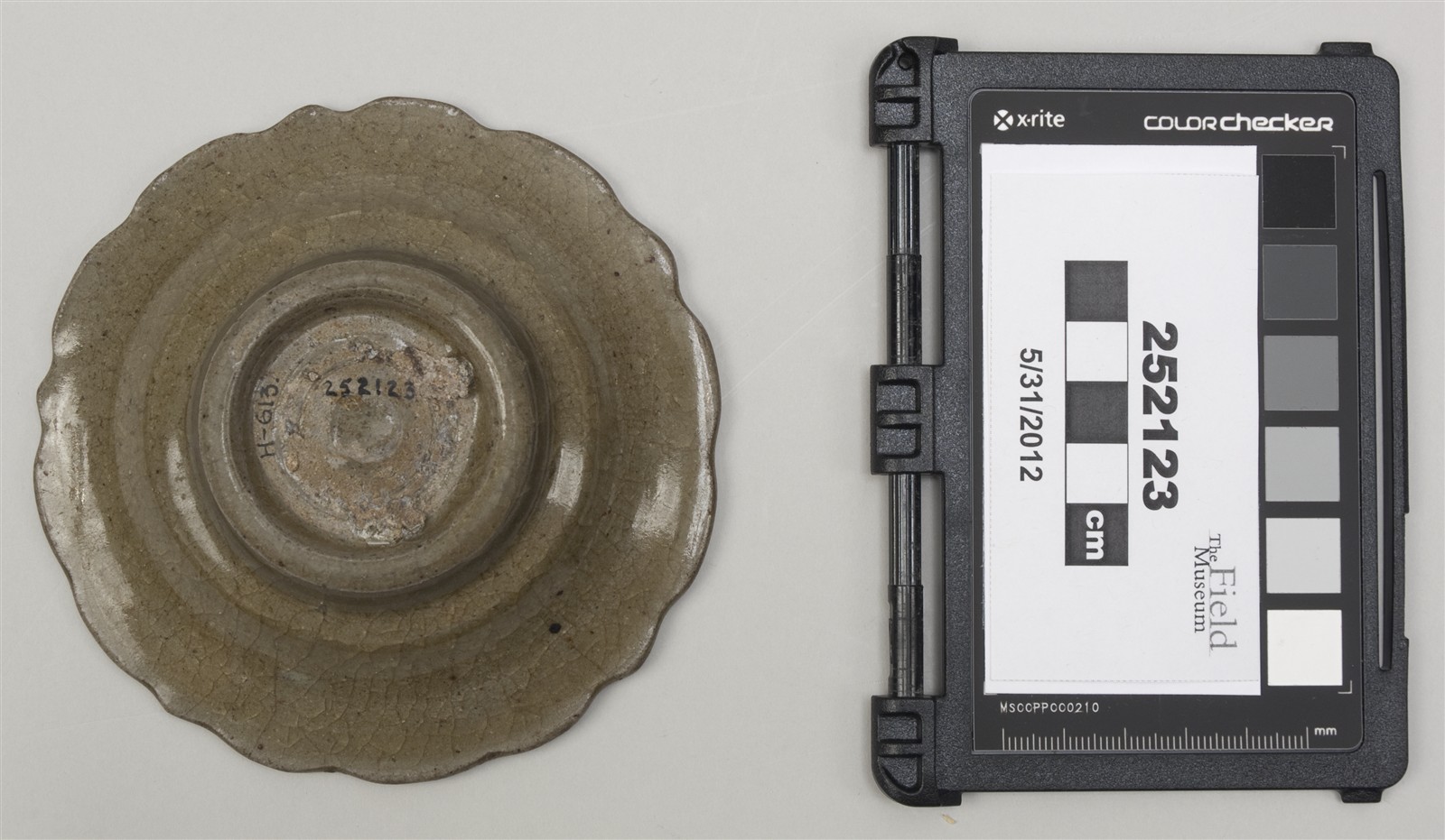 bottom (c) Field Museum of Natural History - CC BY-NC 4.0