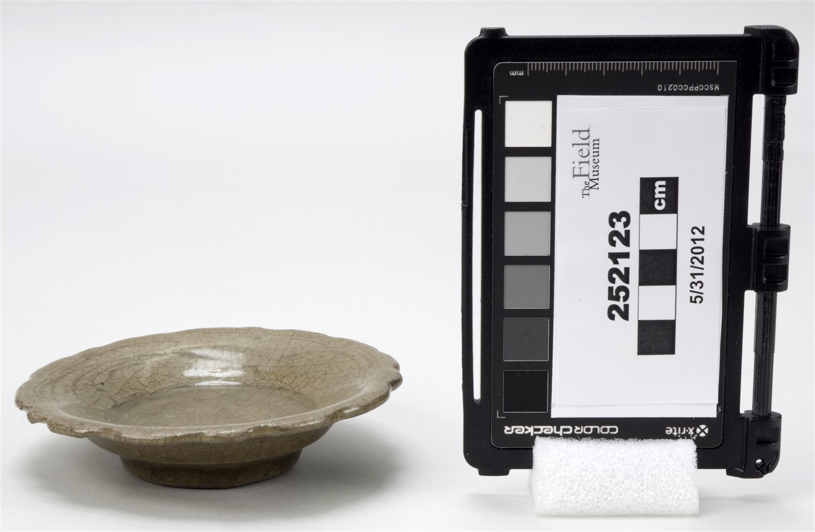 side (c) Field Museum of Natural History - CC BY-NC 4.0