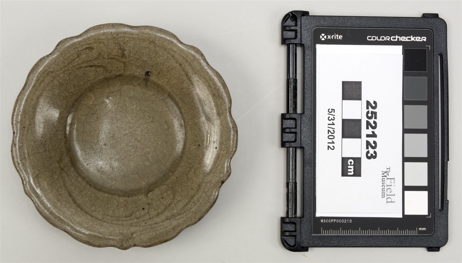 top (c) Field Museum of Natural History - CC BY-NC 4.0