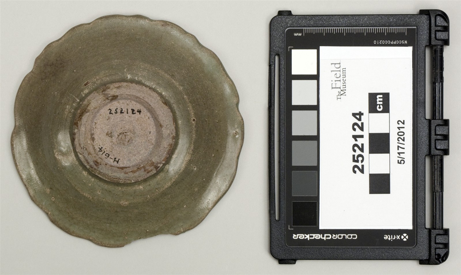 bottom (c) Field Museum of Natural History - CC BY-NC 4.0