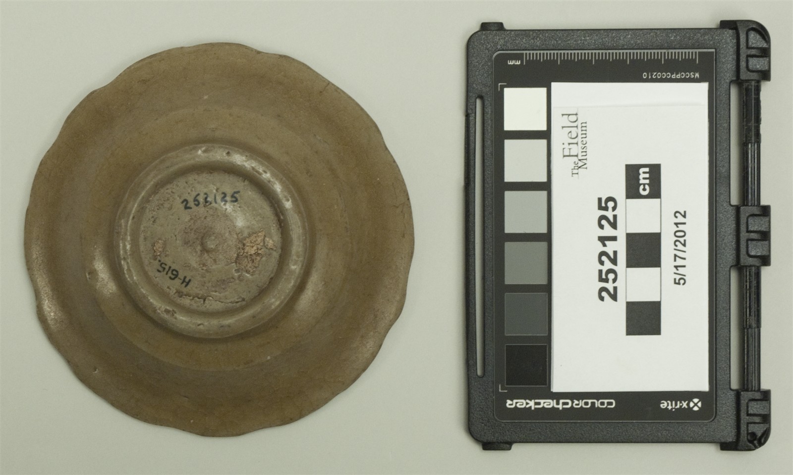 bottom (c) Field Museum of Natural History - CC BY-NC 4.0