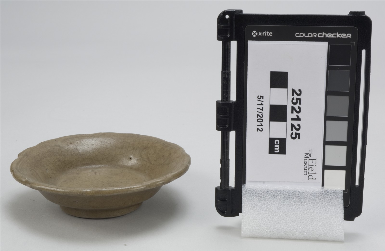 side (c) Field Museum of Natural History - CC BY-NC 4.0