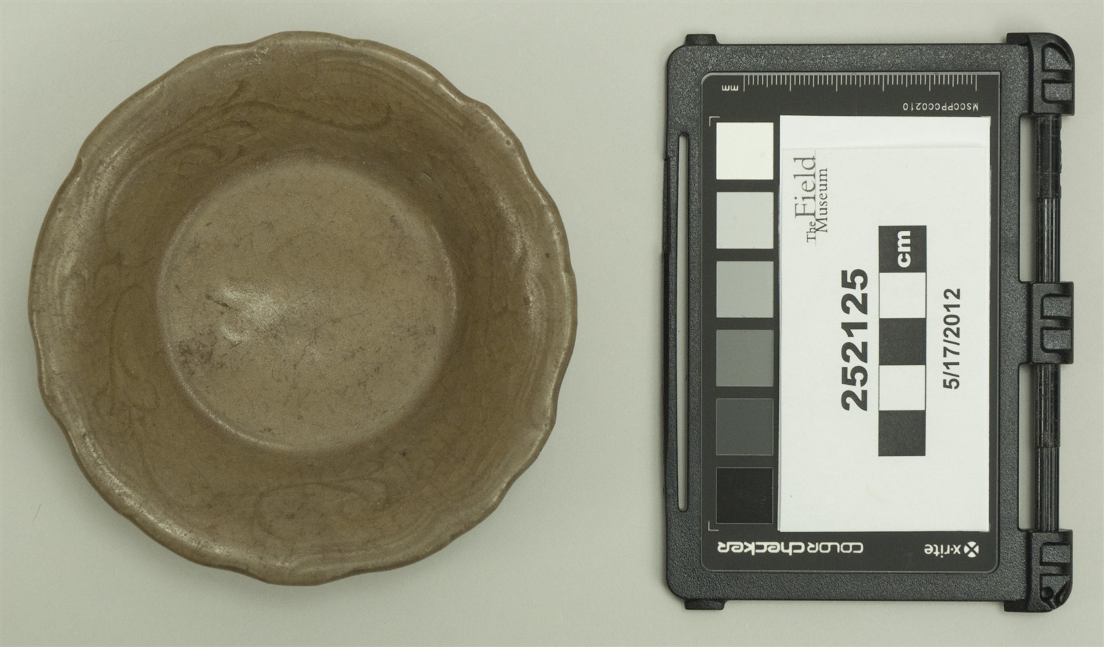 top (c) Field Museum of Natural History - CC BY-NC 4.0