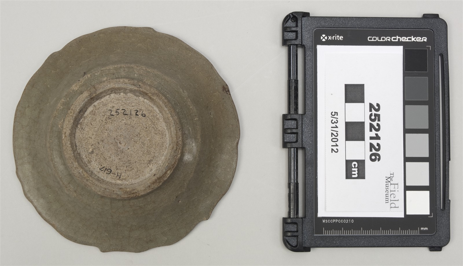 bottom (c) Field Museum of Natural History - CC BY-NC 4.0