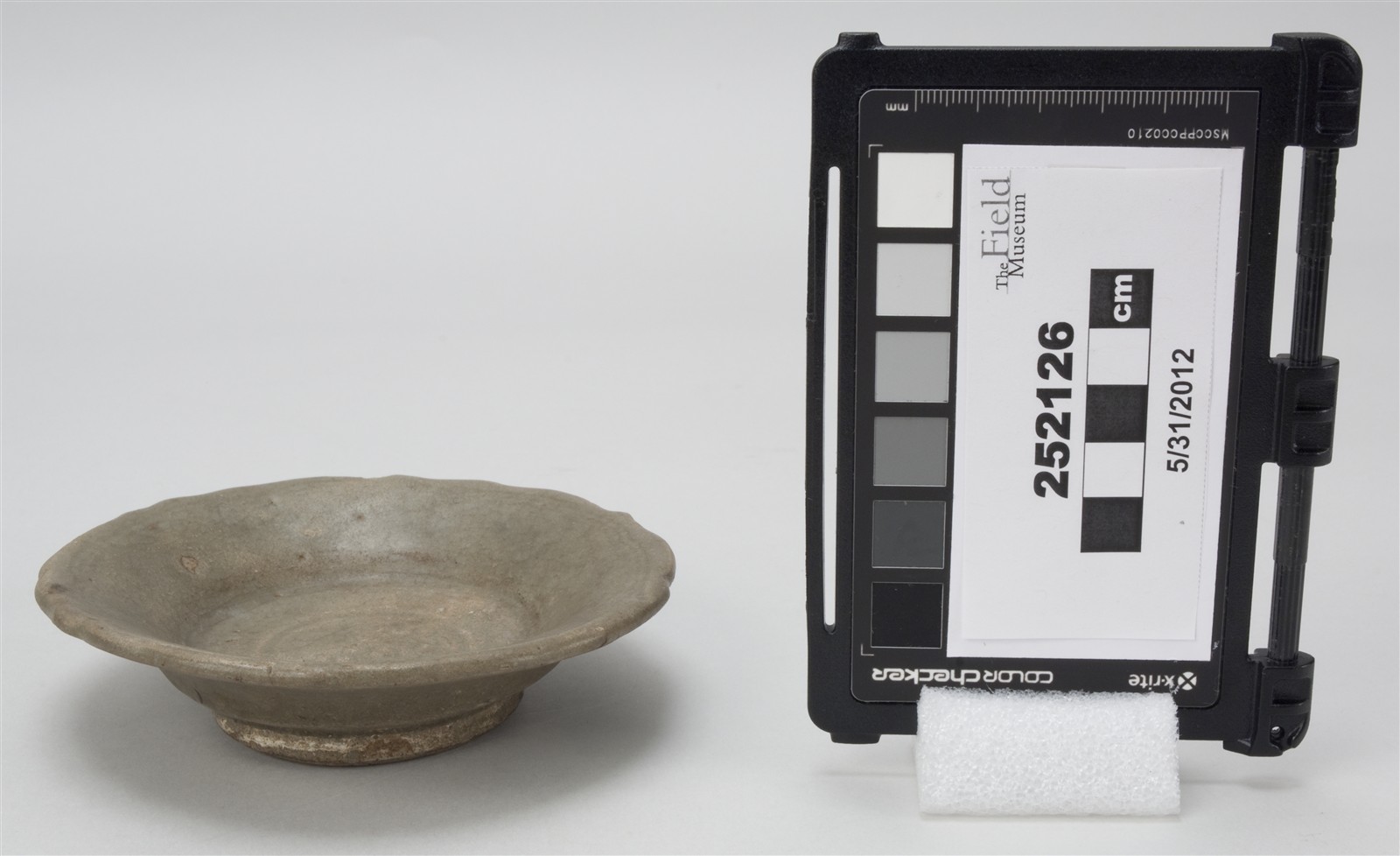 side (c) Field Museum of Natural History - CC BY-NC 4.0