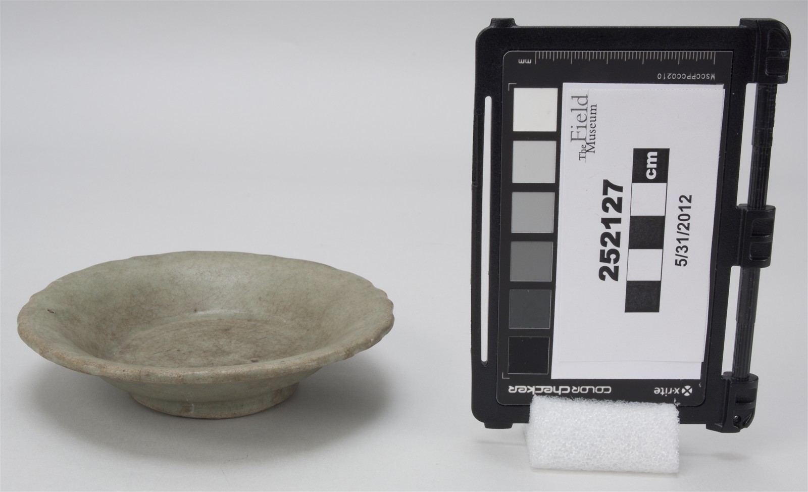 side (c) Field Museum of Natural History - CC BY-NC 4.0