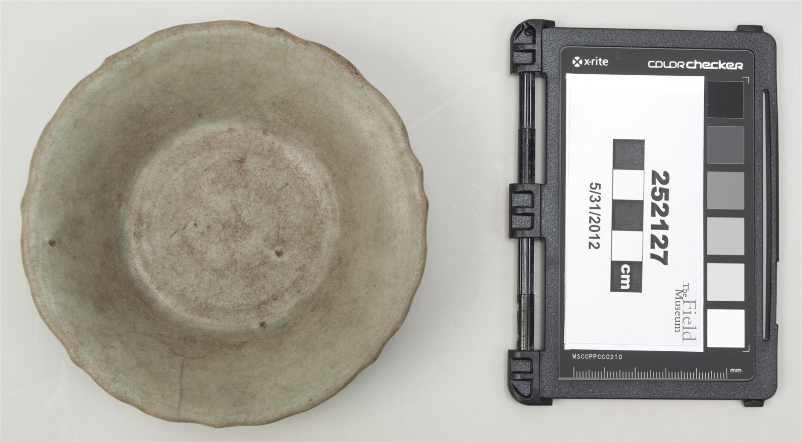 top (c) Field Museum of Natural History - CC BY-NC 4.0