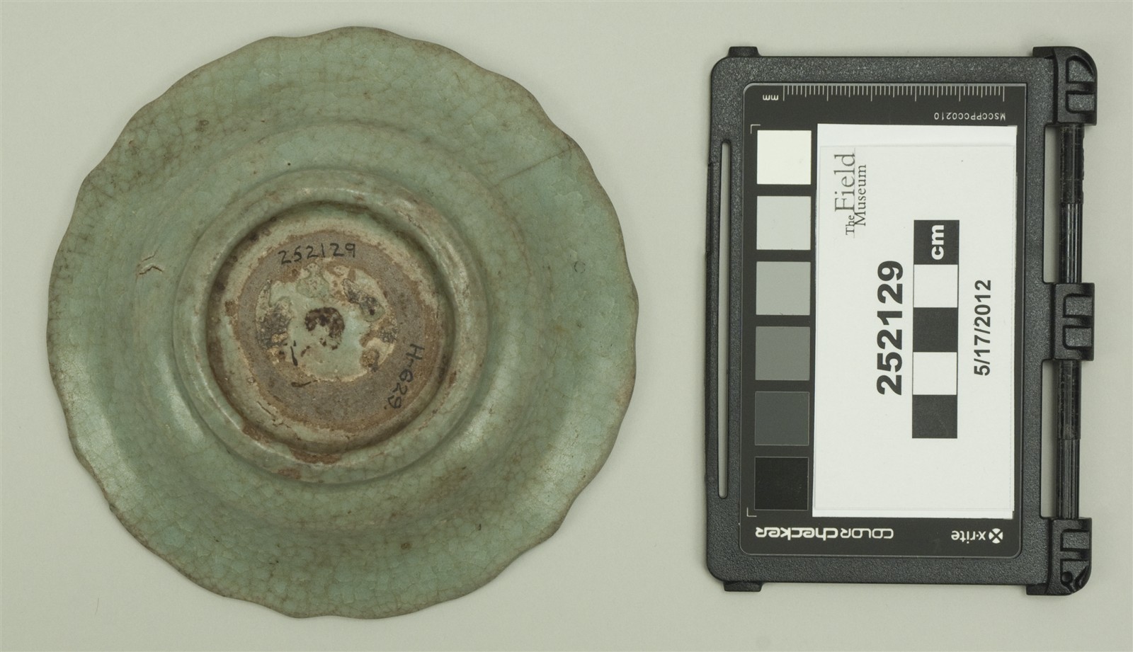 bottom (c) Field Museum of Natural History - CC BY-NC 4.0