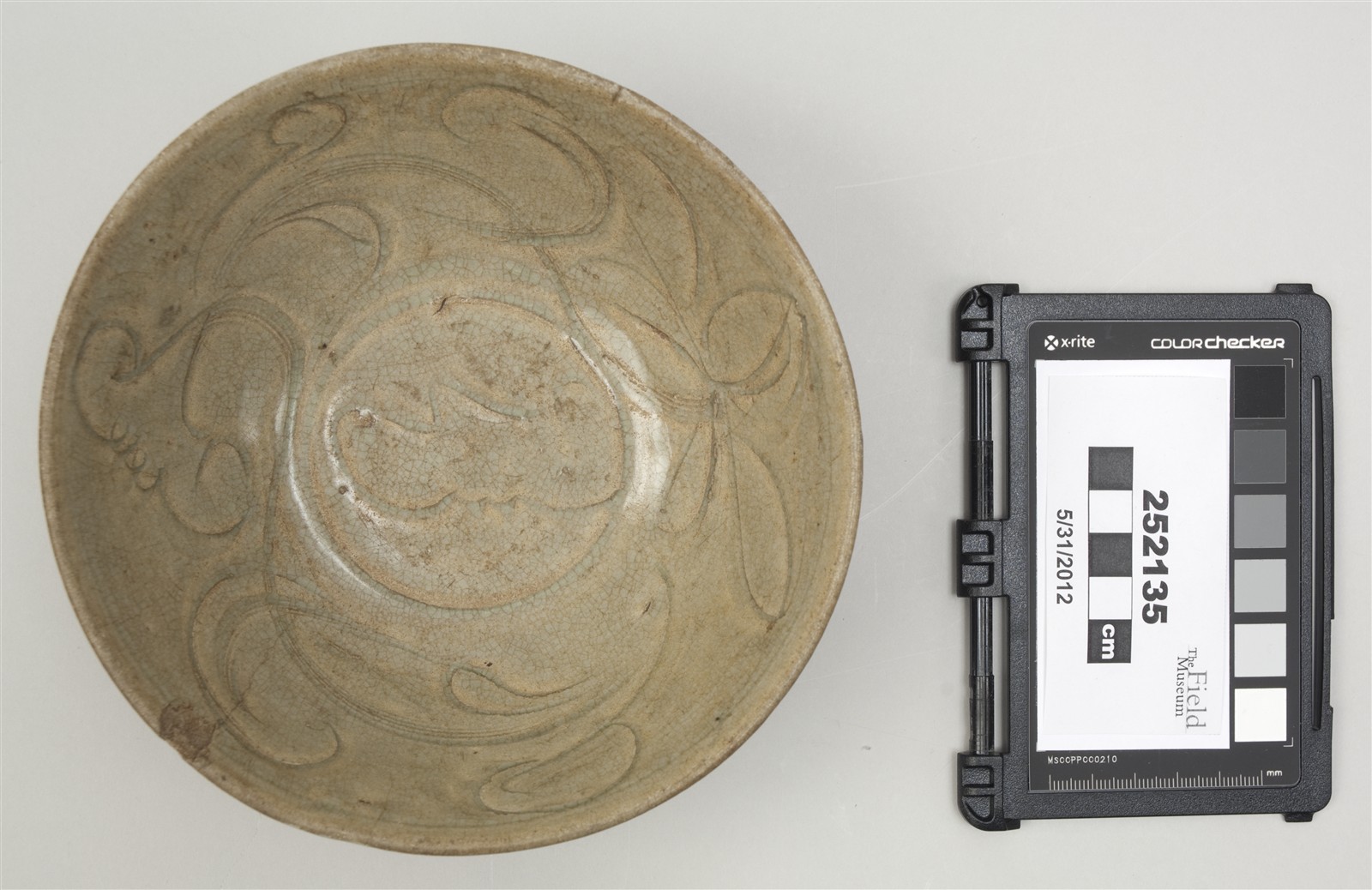 top (c) Field Museum of Natural History - CC BY-NC 4.0