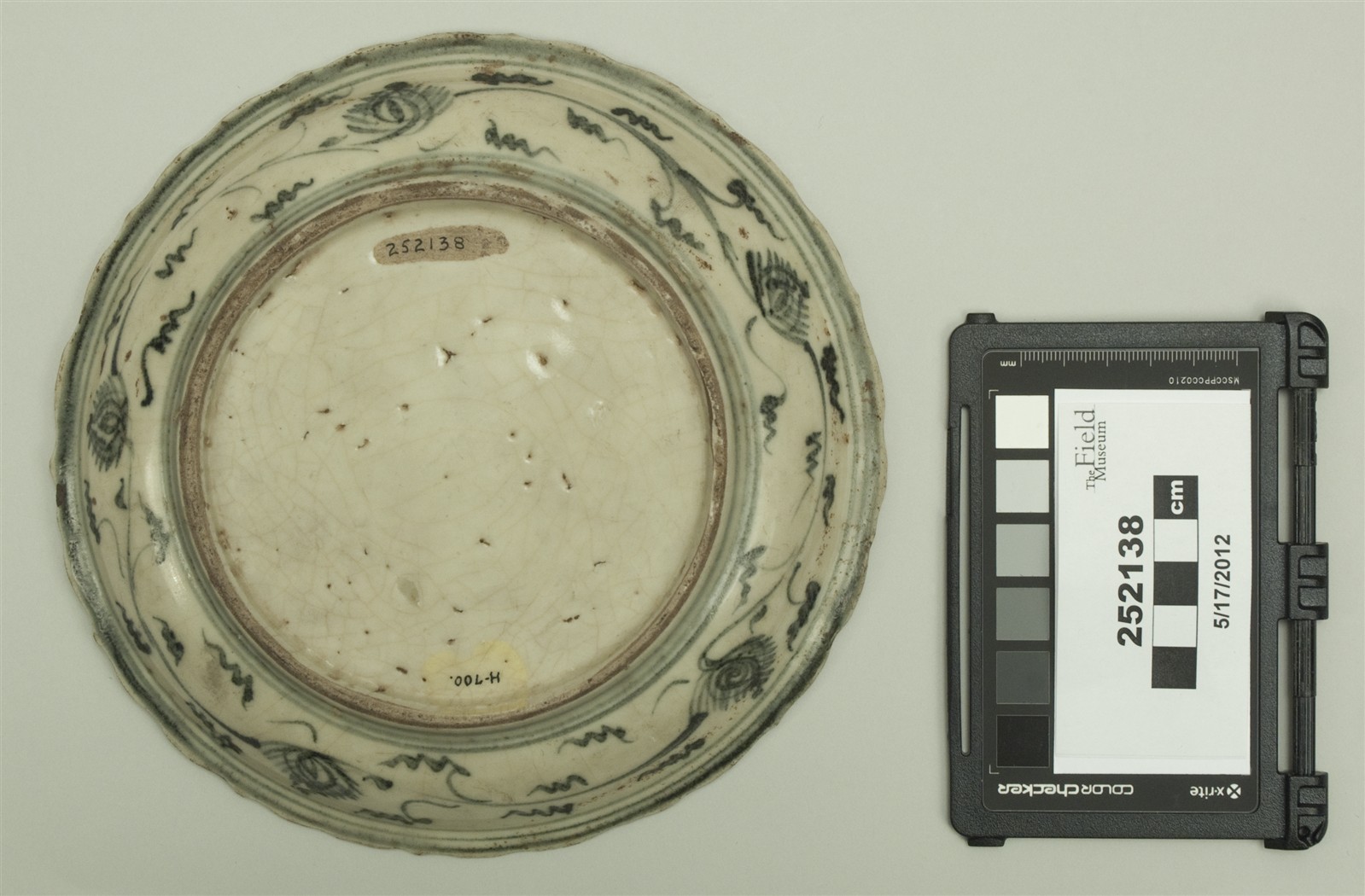 bottom (c) Field Museum of Natural History - CC BY-NC 4.0