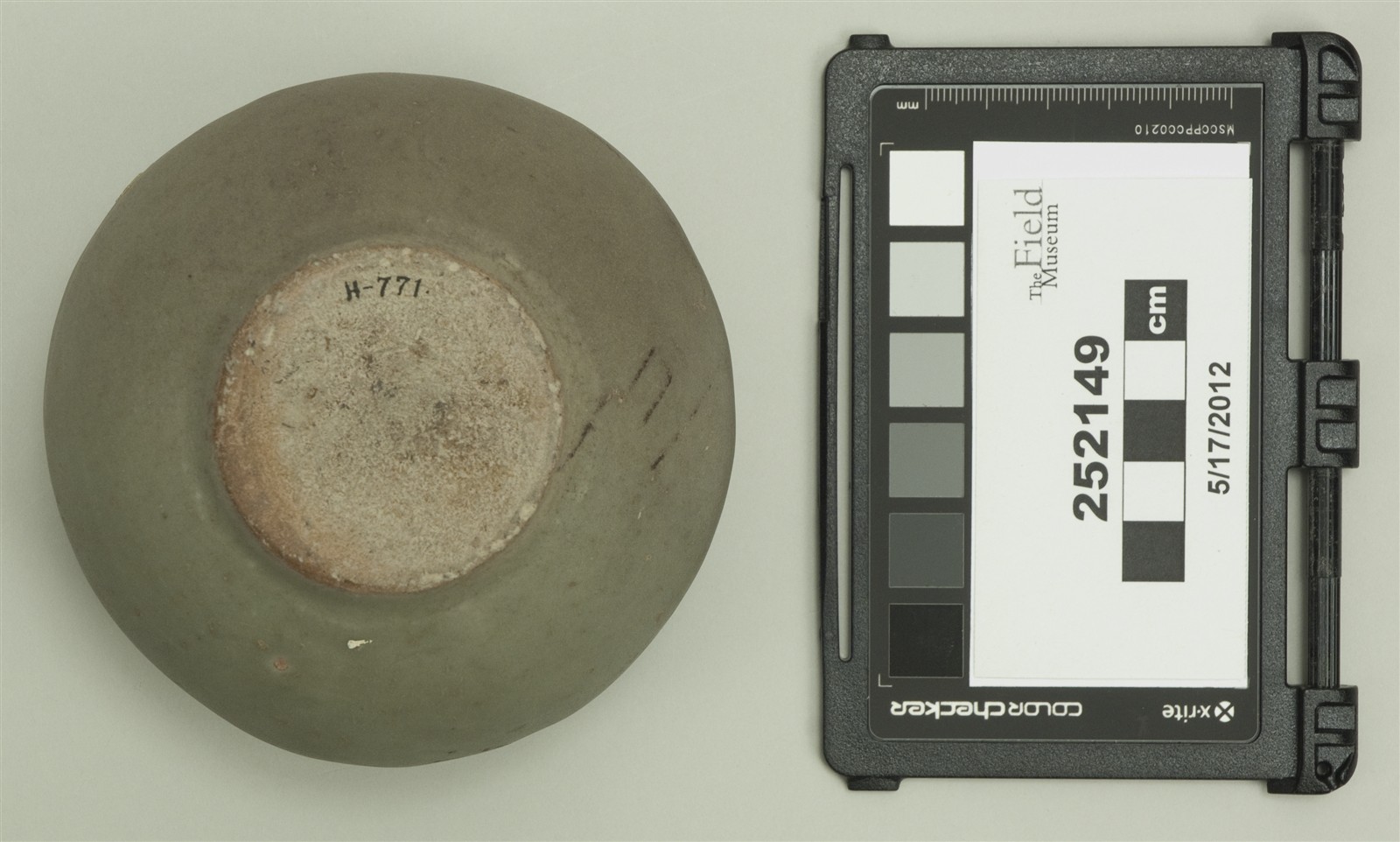 bottom (c) Field Museum of Natural History - CC BY-NC 4.0