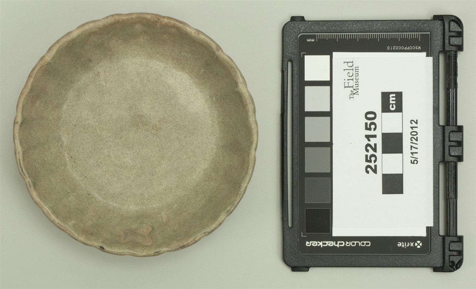 top (c) Field Museum of Natural History - CC BY-NC 4.0